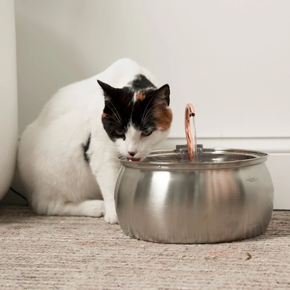 Cat feeders