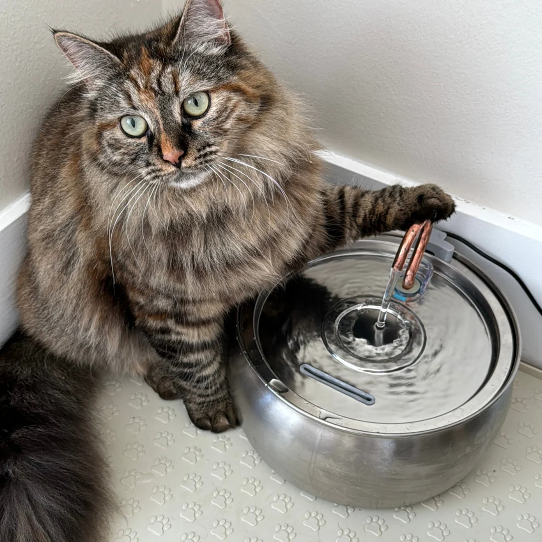 KittySpout Replacement Water Spout for Fountains, Pick Your Model