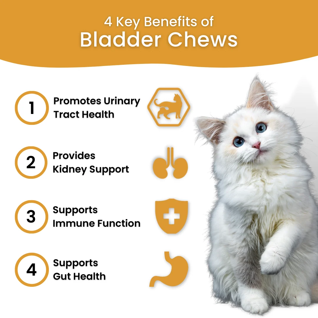 All In One Supplement Bundle with Cat Dental Formula and Bladder Chews