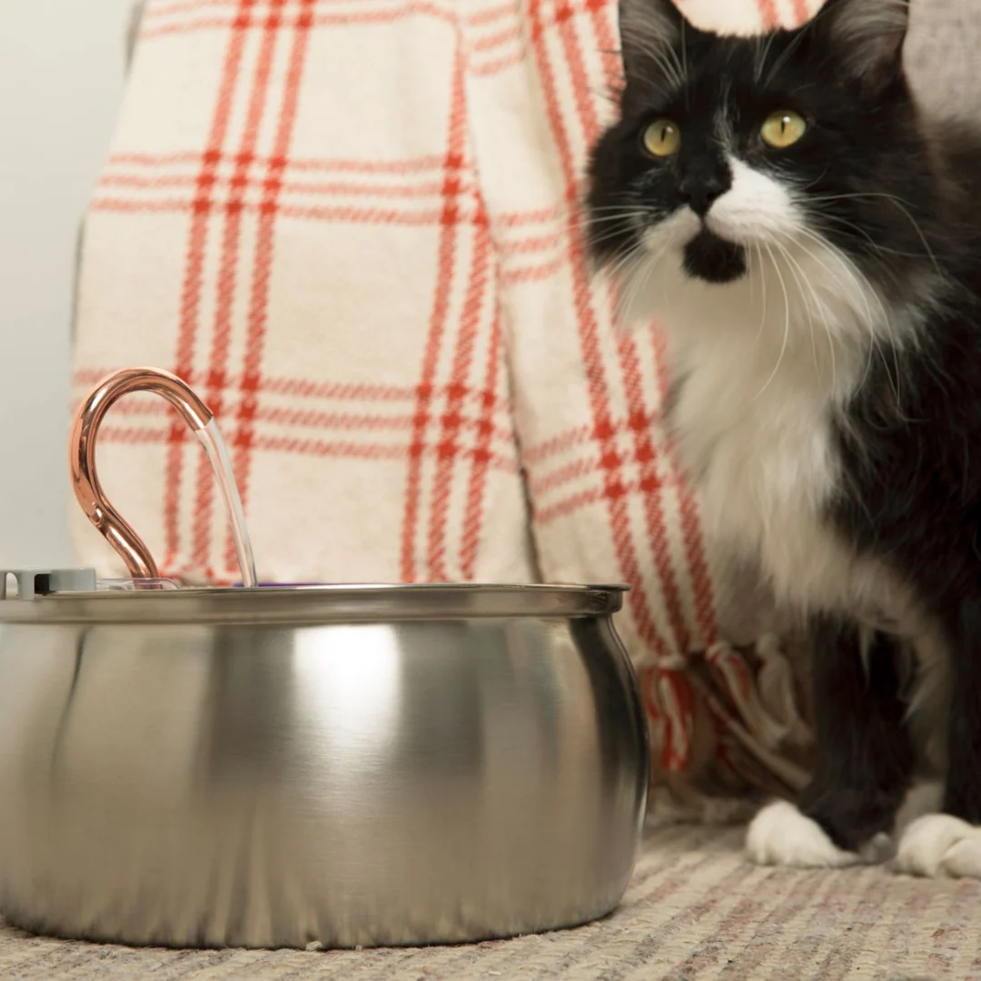 KittySpout Health & Happiness Cat Kit Bundle for Everyday Care