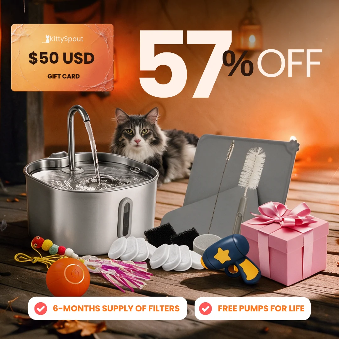 Hydration and Playtime Value Bundle for Cats