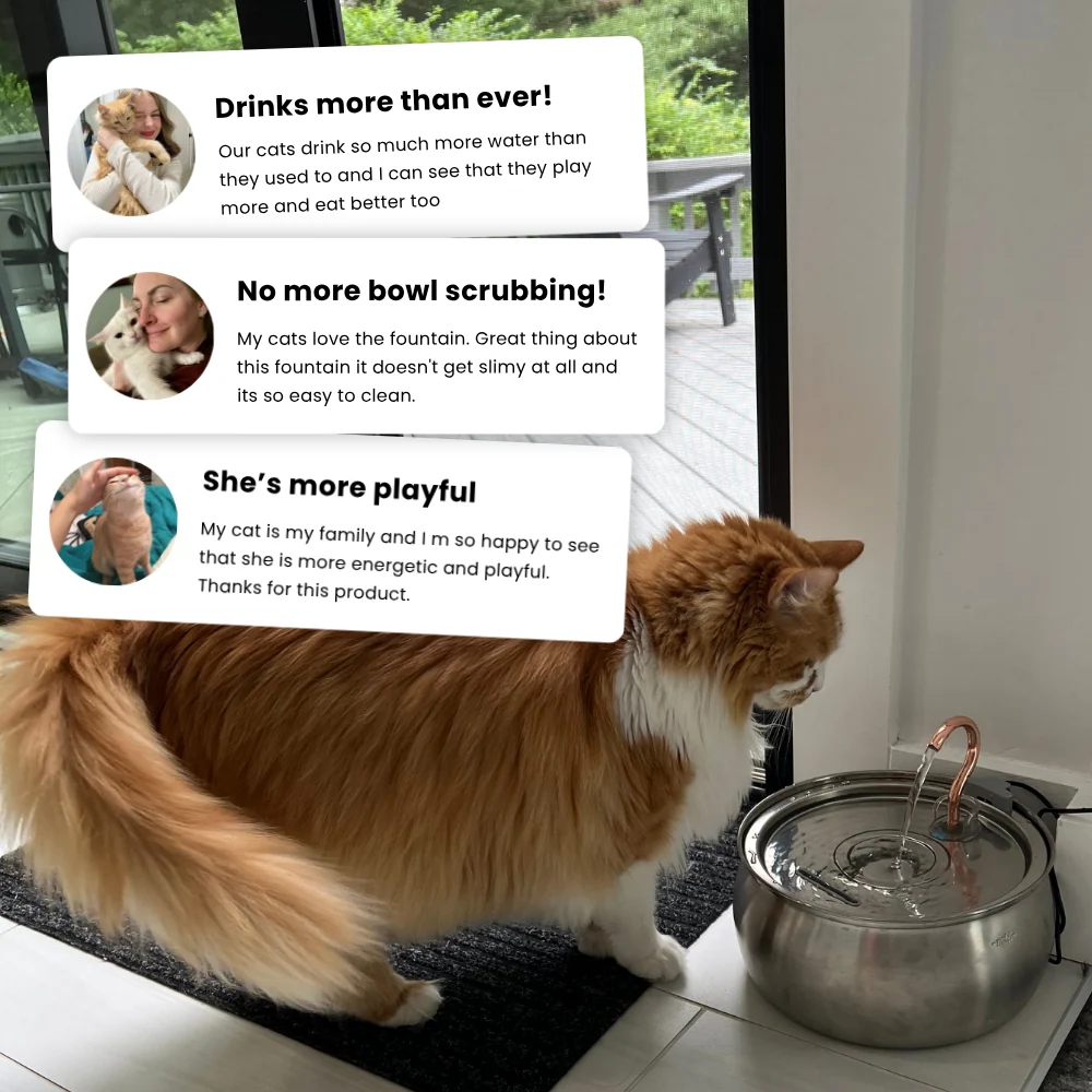 Das KittySpout Gesundheits- und Glücks-Katzen-Set-Paket