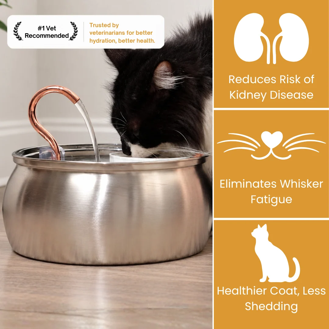 770K+ Cat Parents