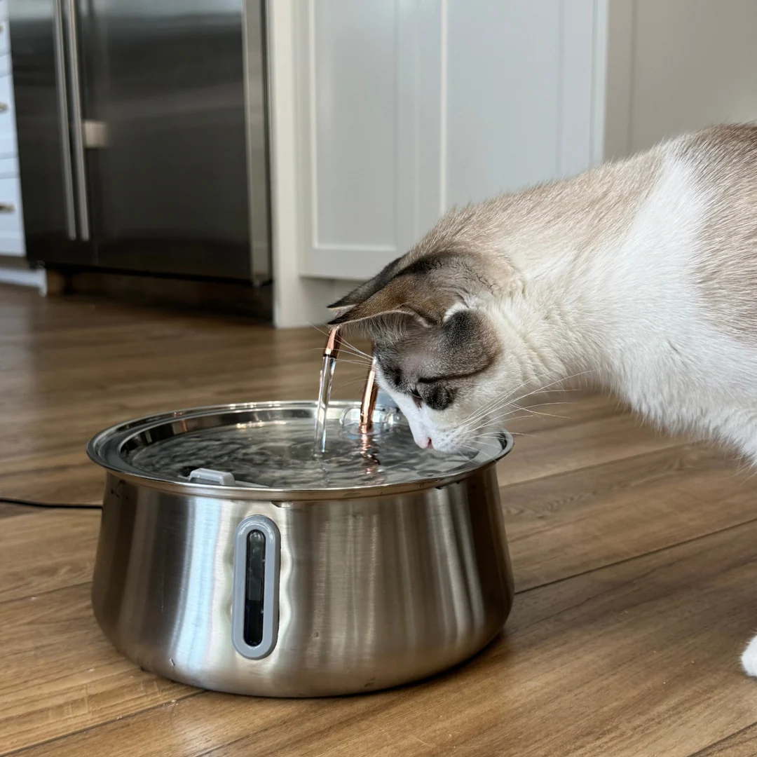The KittySpout 2.0 Health & Happiness Cat Kit for Daily Care
