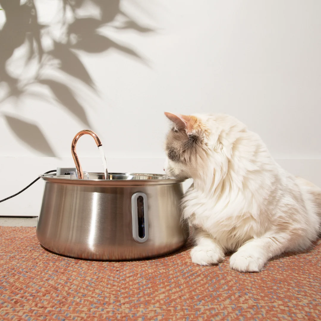The KittySpout 2.0 Health & Happiness Cat Kit for Daily Care