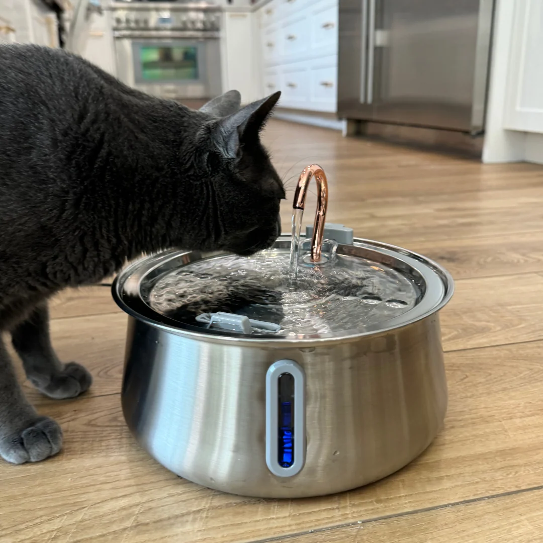 The KittySpout 2.0 Health & Happiness Cat Kit for Daily Care